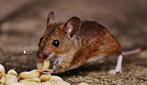 24 Hour & Emergency Exterminators in Monroe, NY